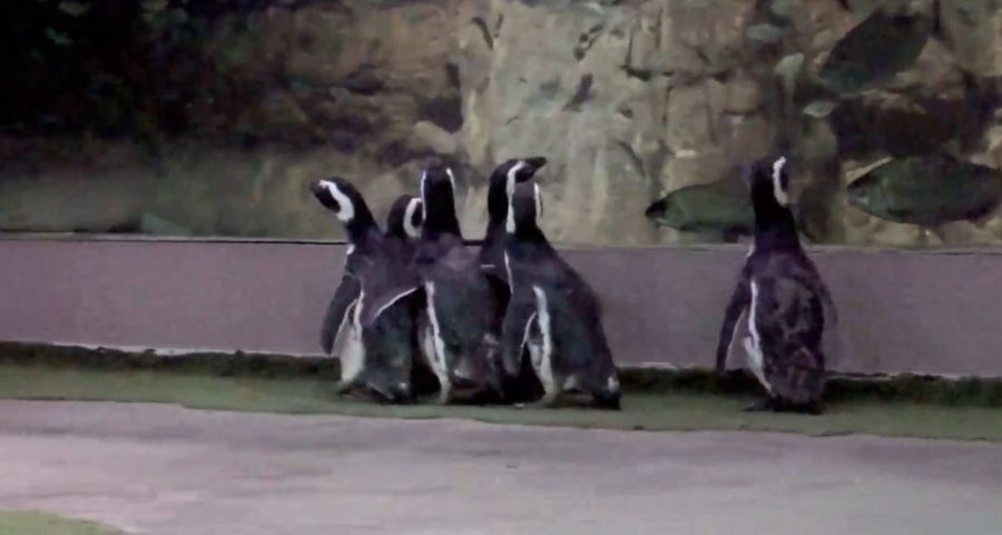 Os pinguins fugiram novamente, desta vez do frio