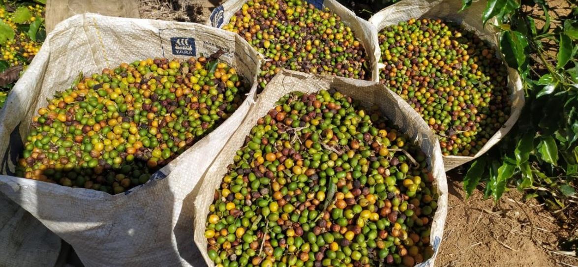 Produção de café no estado do Rio revela aumento de 127% no faturamento