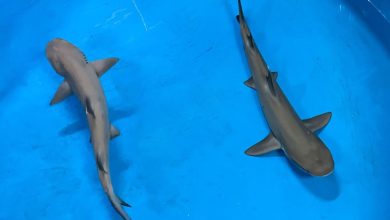AquaRio anuncia nascimento inédito de filhotes de tubarões galhas-brancas-de-recife, ameaçados de extinção – AquaRio