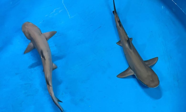 AquaRio anuncia nascimento inédito de filhotes de tubarões galhas-brancas-de-recife, ameaçados de extinção – AquaRio