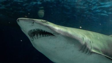 Bem-vindo à Shark Week no AquaRio 2021! – AquaRio
