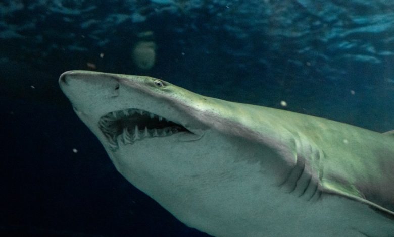 Bem-vindo à Shark Week no AquaRio 2021! – AquaRio