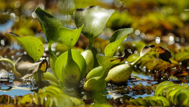 O que é gigoga? Conheça a planta aquática que despolui e alimenta espécies aquáticas  – AquaRio