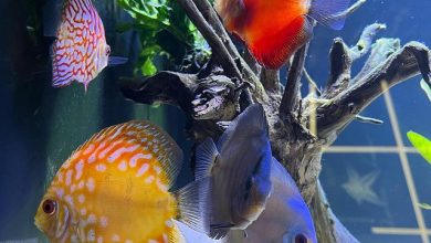 Peixes Amazônicos no AquaRio marcam volta da Visita Escolar – AquaRio