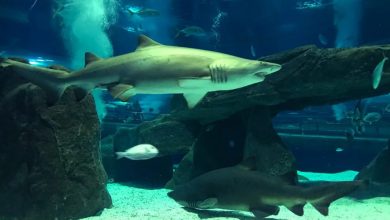 a dócil tubarão-mangona! – AquaRio