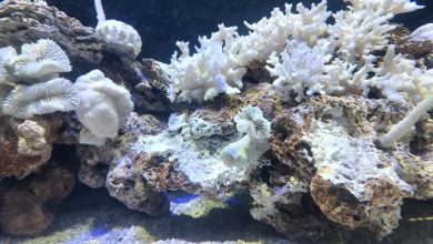 embranquecimento dos corais