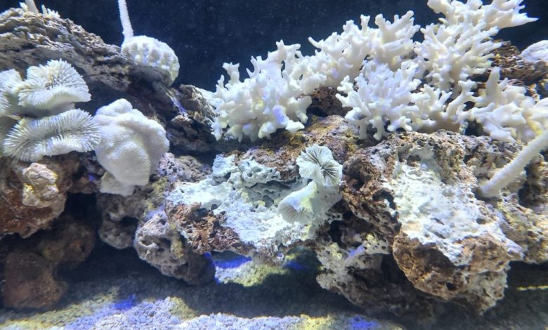 embranquecimento dos corais