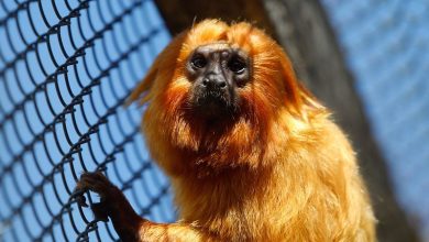 Polícia Federal faz operação contra caça ilegal de mico-leão-dourado no RJ