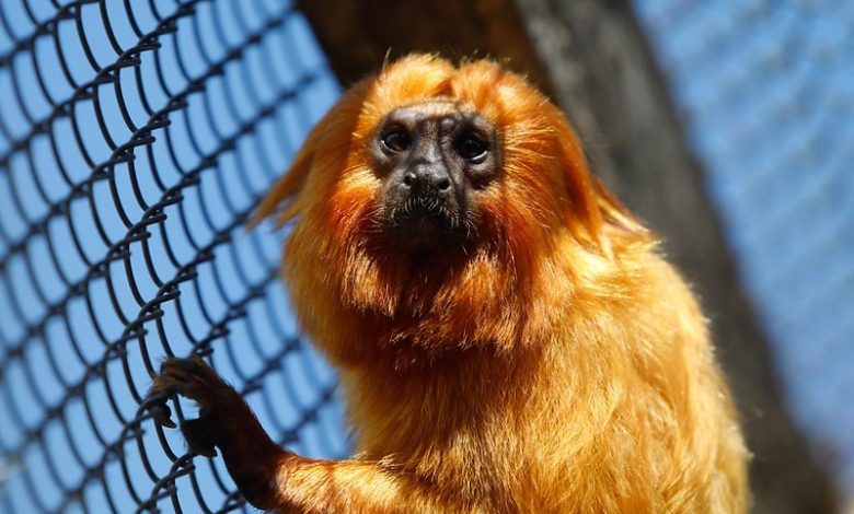 Polícia Federal faz operação contra caça ilegal de mico-leão-dourado no RJ