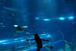 Dicas para visitar o AquaRio em 2024