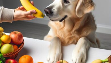 Cachorro pode comer banana​?