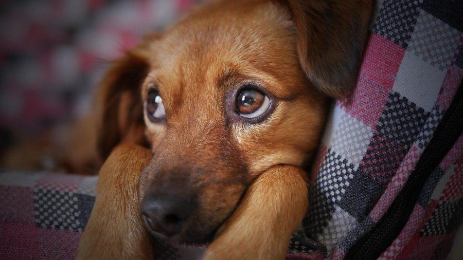 Campanha por todos os Pets virando Jacaré neste verão