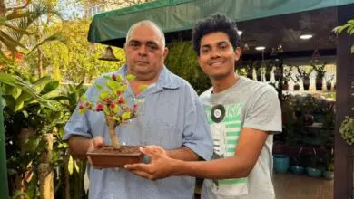 Onde Encontrar Bonsai no Rio de Janeiro