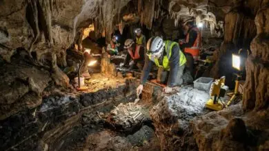 Fósseis encontrados na Nova Zelândia reescrevem a pré-história